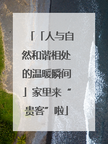 「人与自然和谐相处的温暖瞬间」家里来“贵客”啦