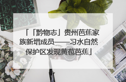 「黔物志」贵州芭蕉家族新增成员——习水自然保护区发现黄苞芭蕉