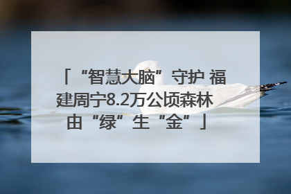 “智慧大脑”守护 福建周宁8.2万公顷森林由“绿”生“金”