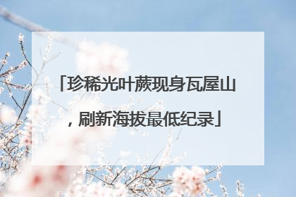 珍稀光叶蕨现身瓦屋山，刷新海拔最低纪录
