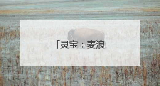 灵宝：麦浪滚滚抢收忙