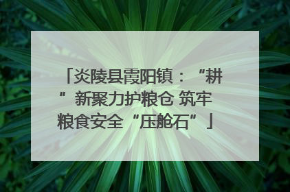 炎陵县霞阳镇：“耕”新聚力护粮仓 筑牢粮食安全“压舱石”