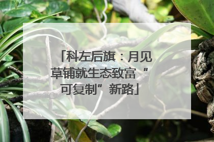科左后旗：月见草铺就生态致富“可复制”新路