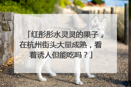 红彤彤水灵灵的果子，在杭州街头大量成熟，看着诱人但能吃吗？