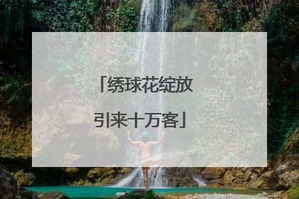 绣球花绽放 引来十万客