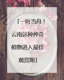 一叶当舟！云南这种神奇植物进入最佳观赏期