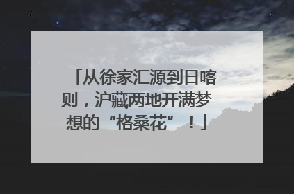 从徐家汇源到日喀则，沪藏两地开满梦想的“格桑花”！