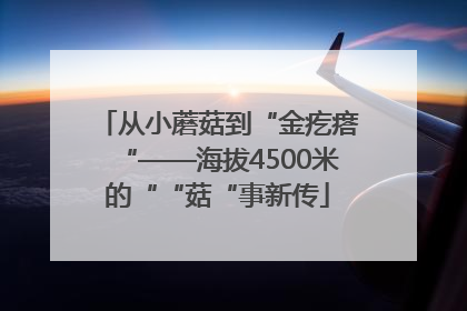 从小蘑菇到“金疙瘩“——海拔4500米的““菇“事新传
