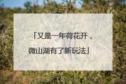 又是一年荷花开，微山湖有了新玩法