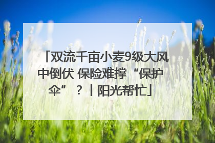 双流千亩小麦9级大风中倒伏 保险难撑“保护伞”？丨阳光帮忙