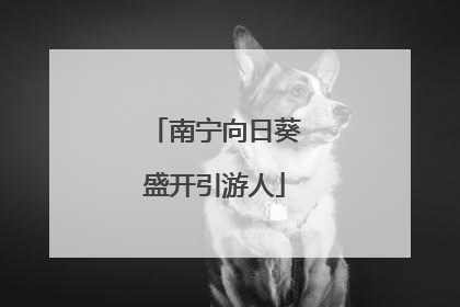 南宁向日葵盛开引游人