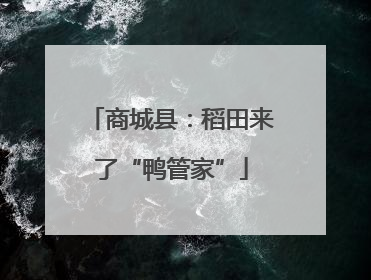 商城县：稻田来了“鸭管家”