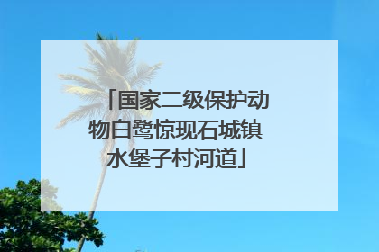 国家二级保护动物白鹭惊现石城镇水堡子村河道