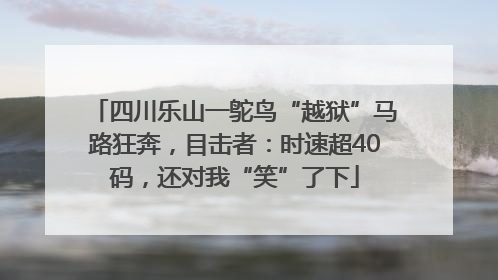 四川乐山一鸵鸟“越狱”马路狂奔，目击者：时速超40码，还对我“笑”了下