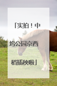 实拍！中坞公园京西稻插秧啦
