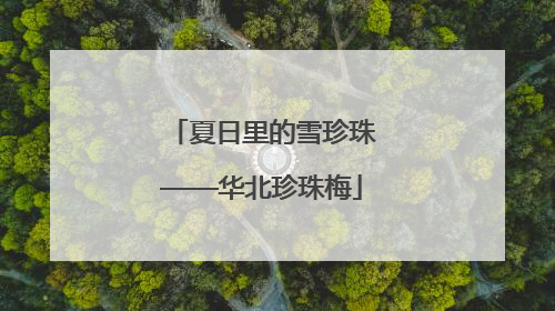 夏日里的雪珍珠——华北珍珠梅