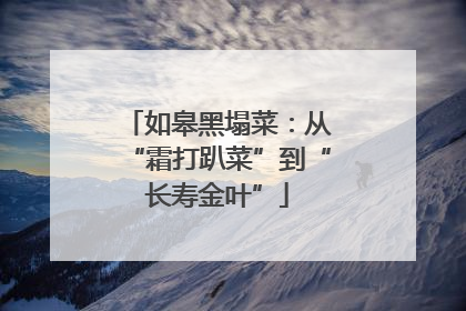 如皋黑塌菜：从“霜打趴菜”到“长寿金叶”