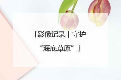 影像记录｜守护“海底草原”