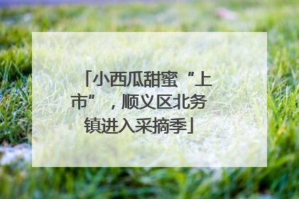 小西瓜甜蜜“上市”，顺义区北务镇进入采摘季
