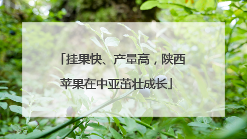 挂果快、产量高，陕西苹果在中亚茁壮成长
