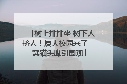 树上排排坐 树下人挤人！厦大校园来了一窝猫头鹰引围观