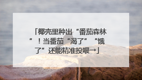 椰壳里种出“番茄森林”！当番茄“渴了”“饿了”还能精准投喂→