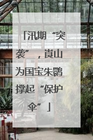 汛期“突袭”，崀山为国宝朱鹮撑起“保护伞”