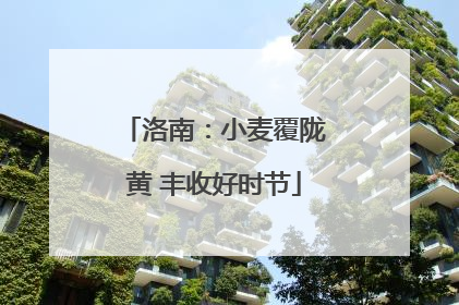 洛南：小麦覆陇黄 丰收好时节