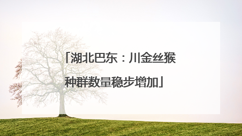 湖北巴东：川金丝猴种群数量稳步增加