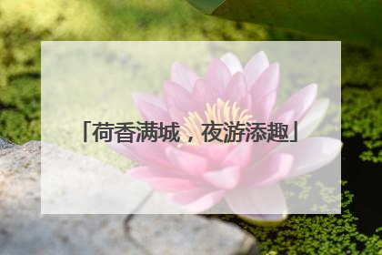 荷香满城，夜游添趣