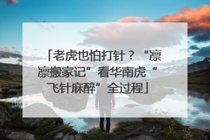 老虎也怕打针？“凛凛搬家记”看华南虎“飞针麻醉”全过程