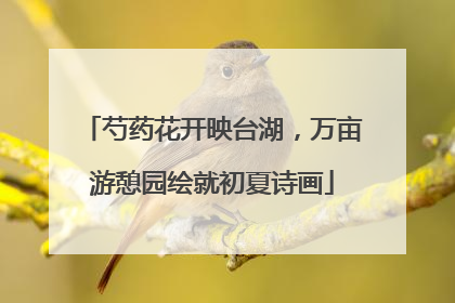 芍药花开映台湖，万亩游憩园绘就初夏诗画