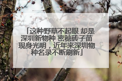这种野草不起眼 却是深圳新物种 密穗砖子苗现身光明，近年来深圳物种名录不断刷新