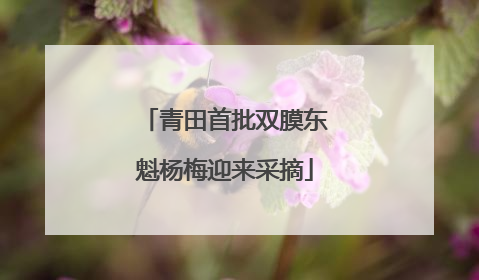 青田首批双膜东魁杨梅迎来采摘