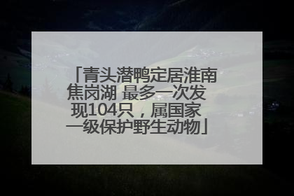 青头潜鸭定居淮南焦岗湖 最多一次发现104只，属国家一级保护野生动物