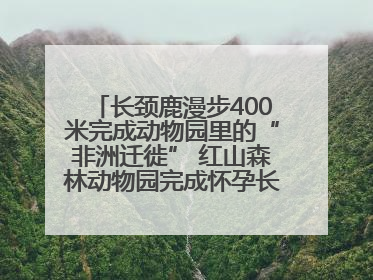 长颈鹿漫步400米完成动物园里的“非洲迁徙” 红山森林动物园完成怀孕长颈鹿步行转运