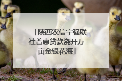 陕西农信宁强联社普惠贷款浇开万亩金银花海