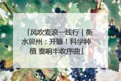 风吹麦浪一线行｜衡水冀州：开镰！科学种植 奏响丰收序曲