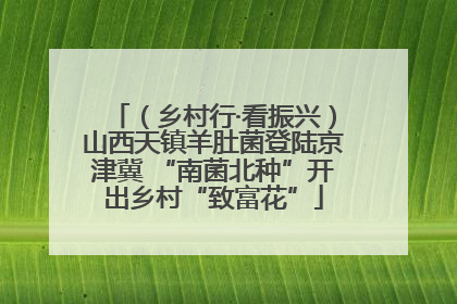 （乡村行·看振兴）山西天镇羊肚菌登陆京津冀 “南菌北种”开出乡村“致富花”