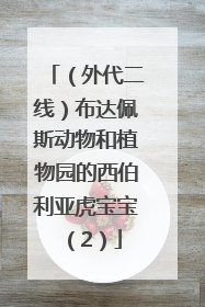 （外代二线）布达佩斯动物和植物园的西伯利亚虎宝宝（2）